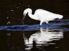 Aigrette Garzette
